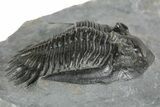Uncommon Mrakibina Trilobite - Mrakib, Morocco #353037-3